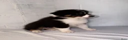 Australian Shepherd dogs for sale: Australian Shepherd Puppies  - Advert 24