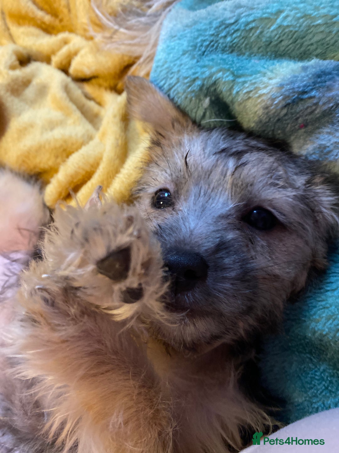 Yorkshire Terrier dogs for sale: Yorkie cross puppy - Advert 5