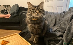 Norwegian Forest Cat cats for sale: Motoko: Norwegian Forest Cat x Maine Coon - Image 1