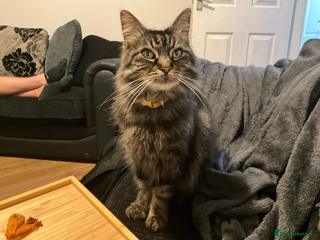 Norwegian Forest Cat cats for sale: Motoko: Norwegian Forest Cat x Maine Coon - Image 1
