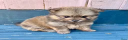 Pomeranian dogs for sale: Tiny Teddy Poms looking for their forever homes  - Advert 10