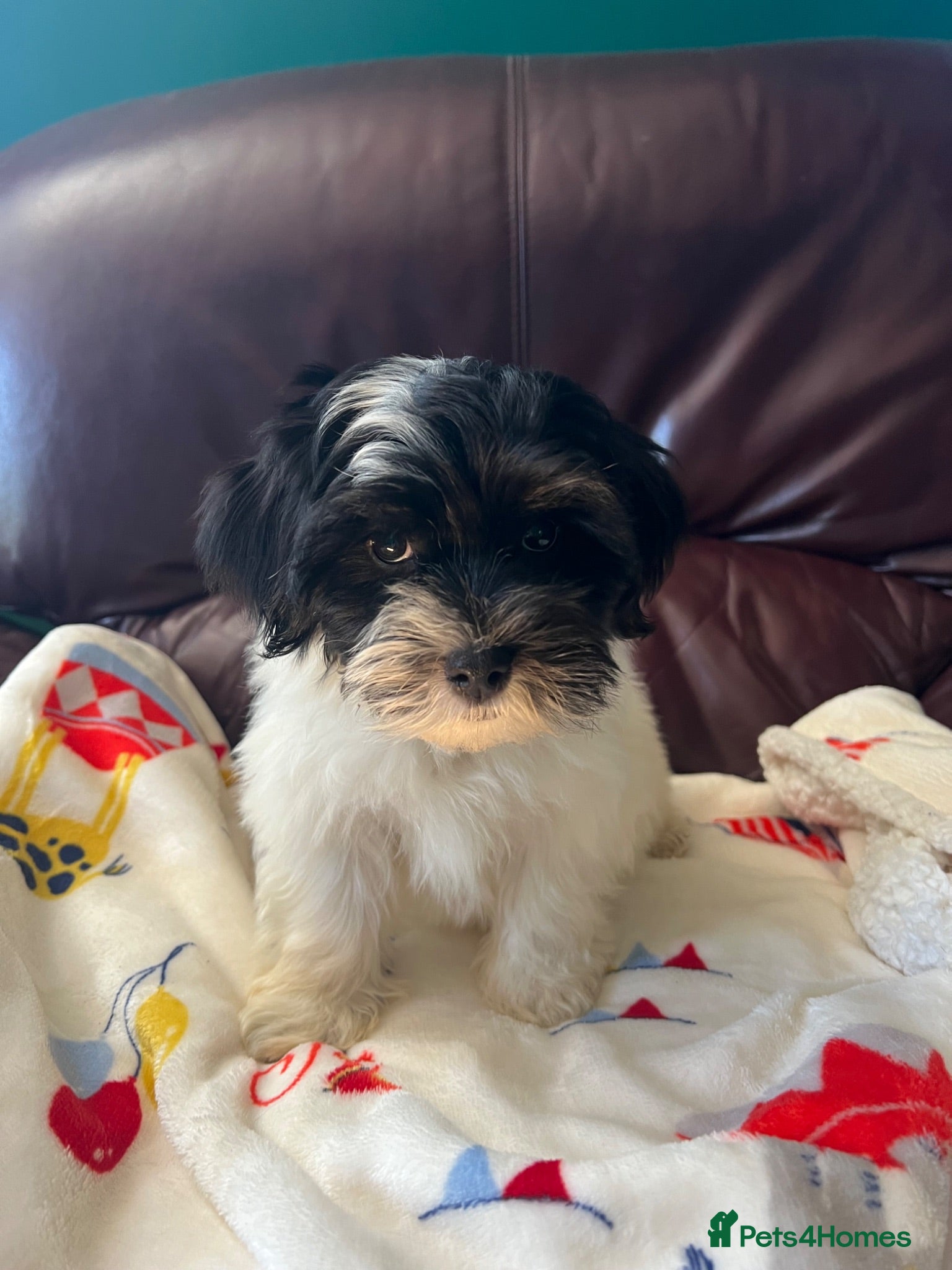 Havanese dogs Fully vaccinated kc registered girl pup - Advert 14