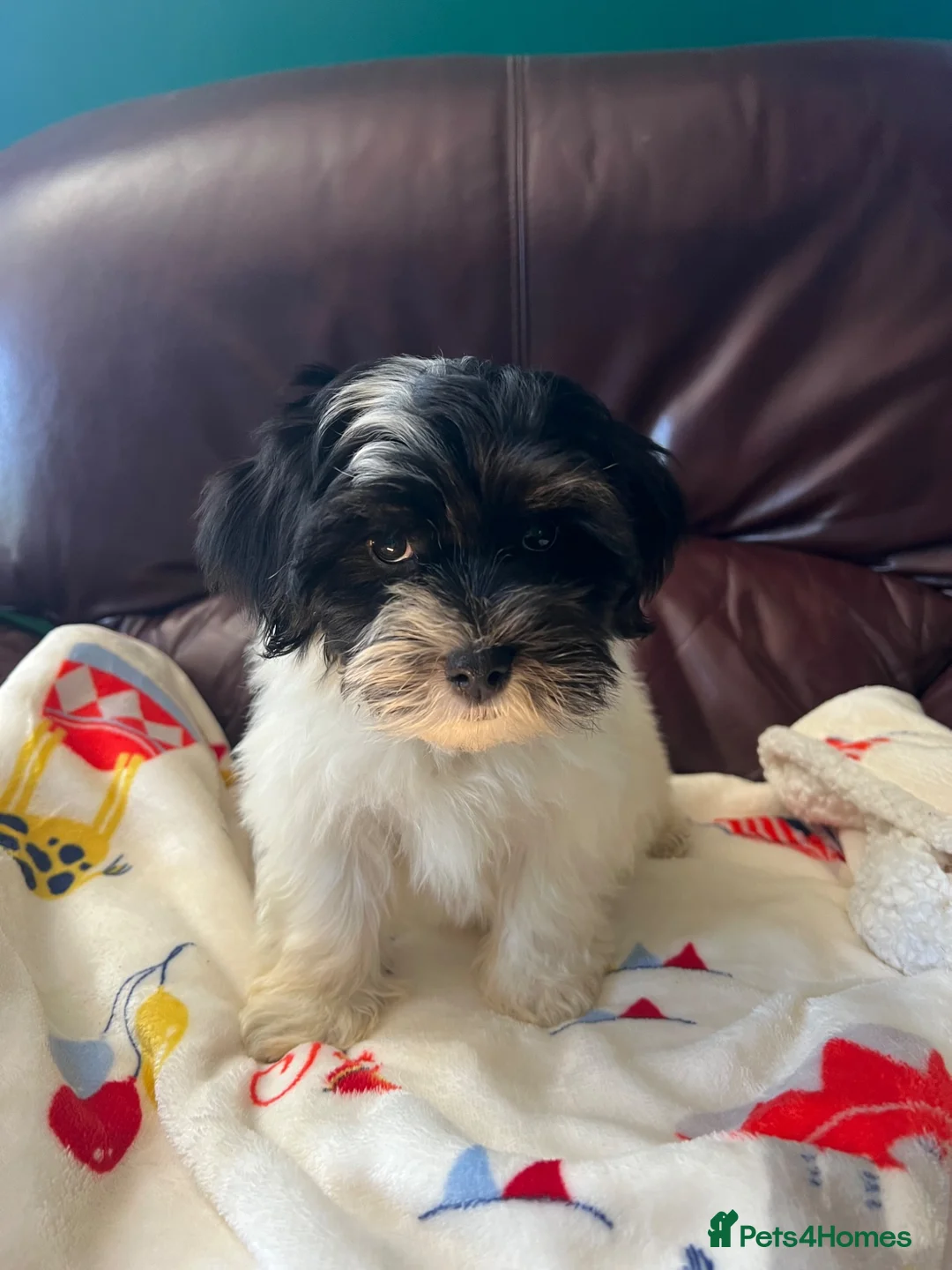 Havanese dogs for sale: Fully vaccinated kc registered girl pup - Advert 1
