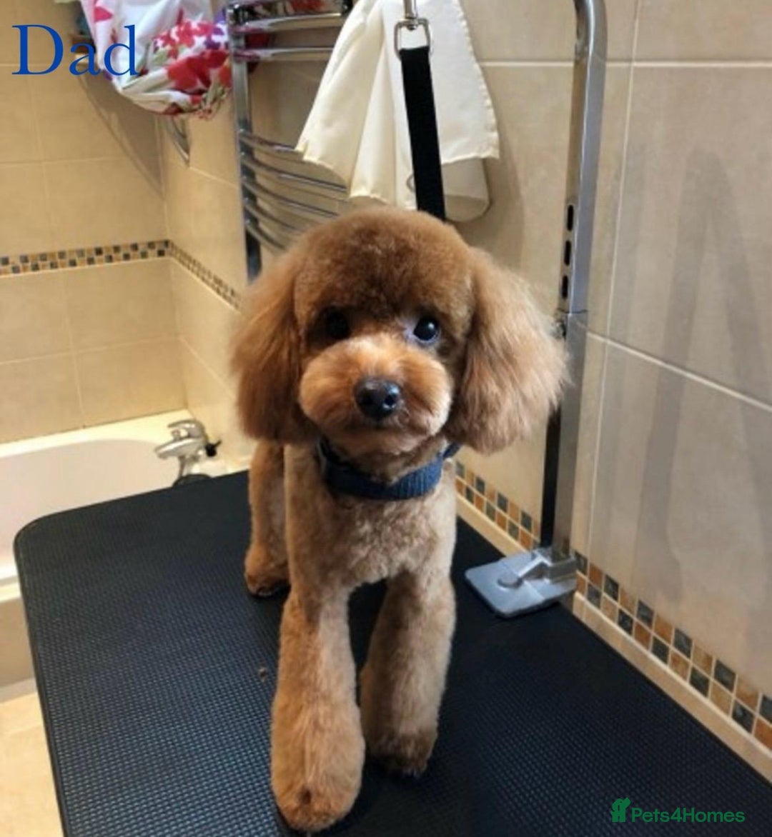 Maltipoo dogs for sale: Gorgeous F1 Toy Maltipoo Puppies  - Advert 5