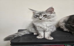 Maine Coon cats for sale: Beautiful girl ready now  - Image 4