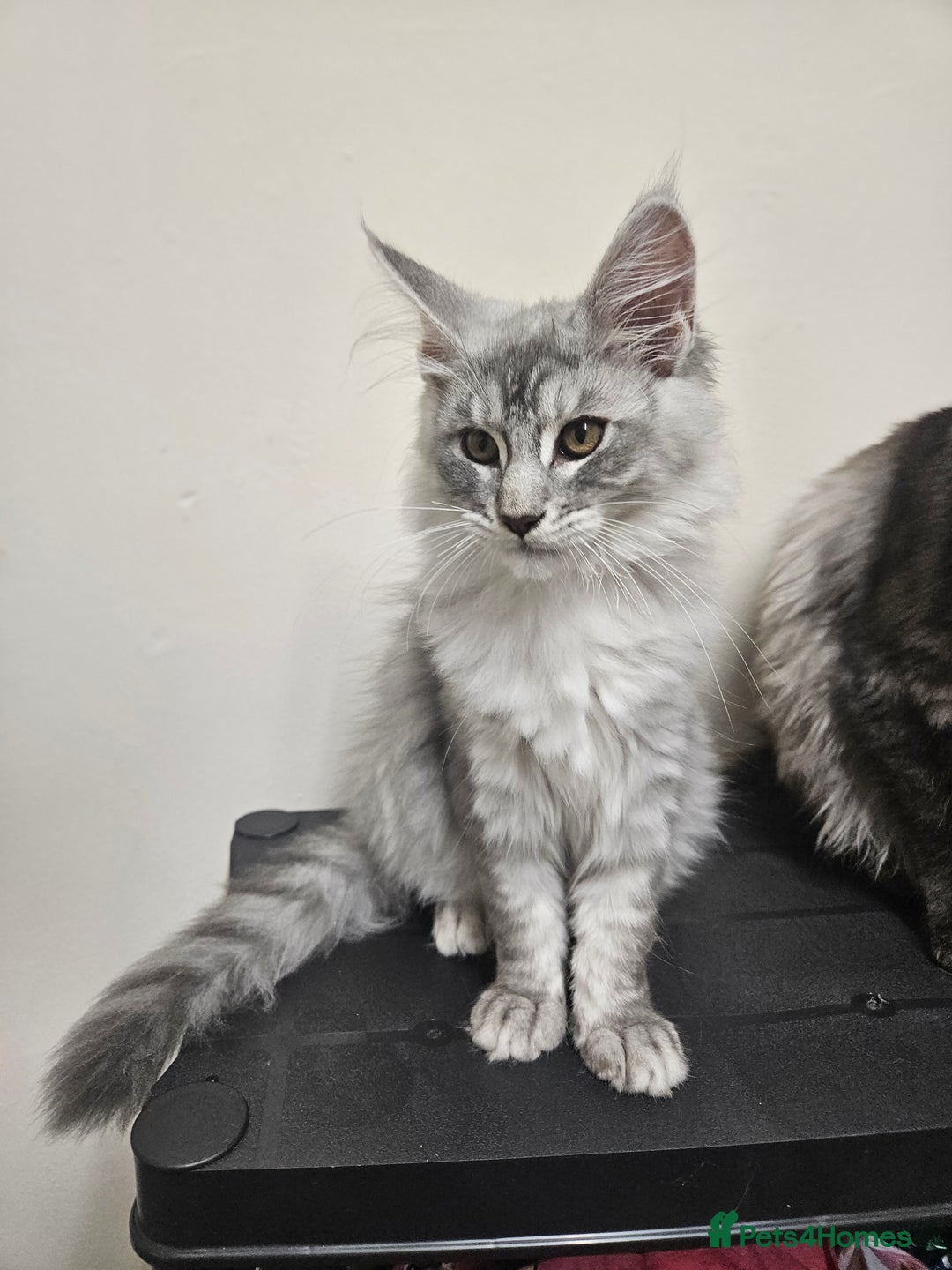 Maine Coon cats for sale: Beautiful girl ready now  - Image 4