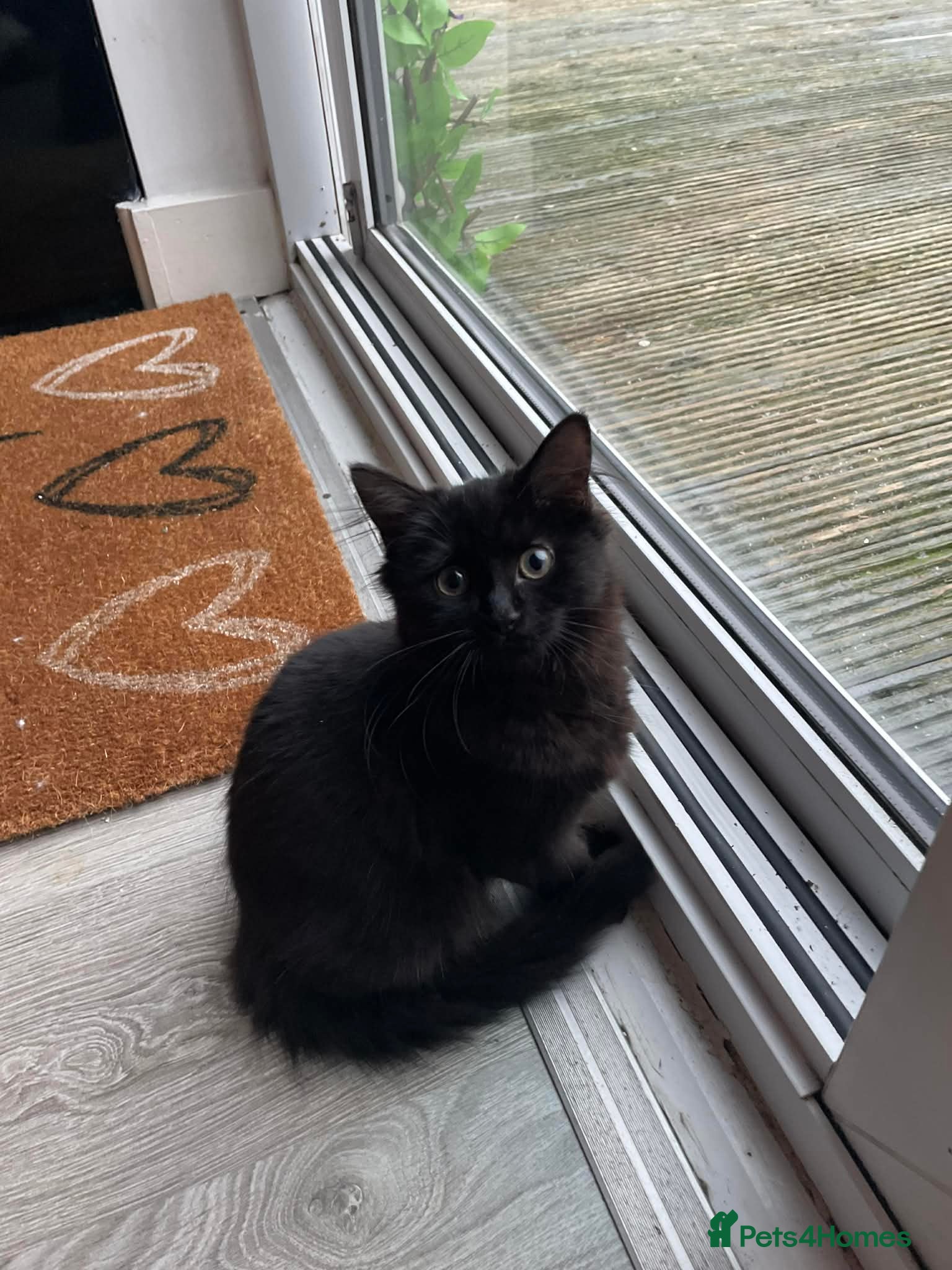 Mixed Breed cats Black female kitten  - Advert 1