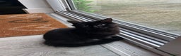Mixed Breed cats for sale: Black female kitten  - Advert 1