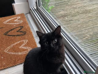 Mixed Breed cats Black female kitten - Advert 18