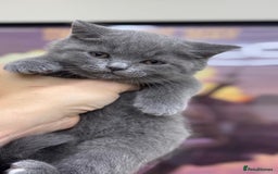 British Shorthair cats for sale: British shorthair kittens  - Image 4