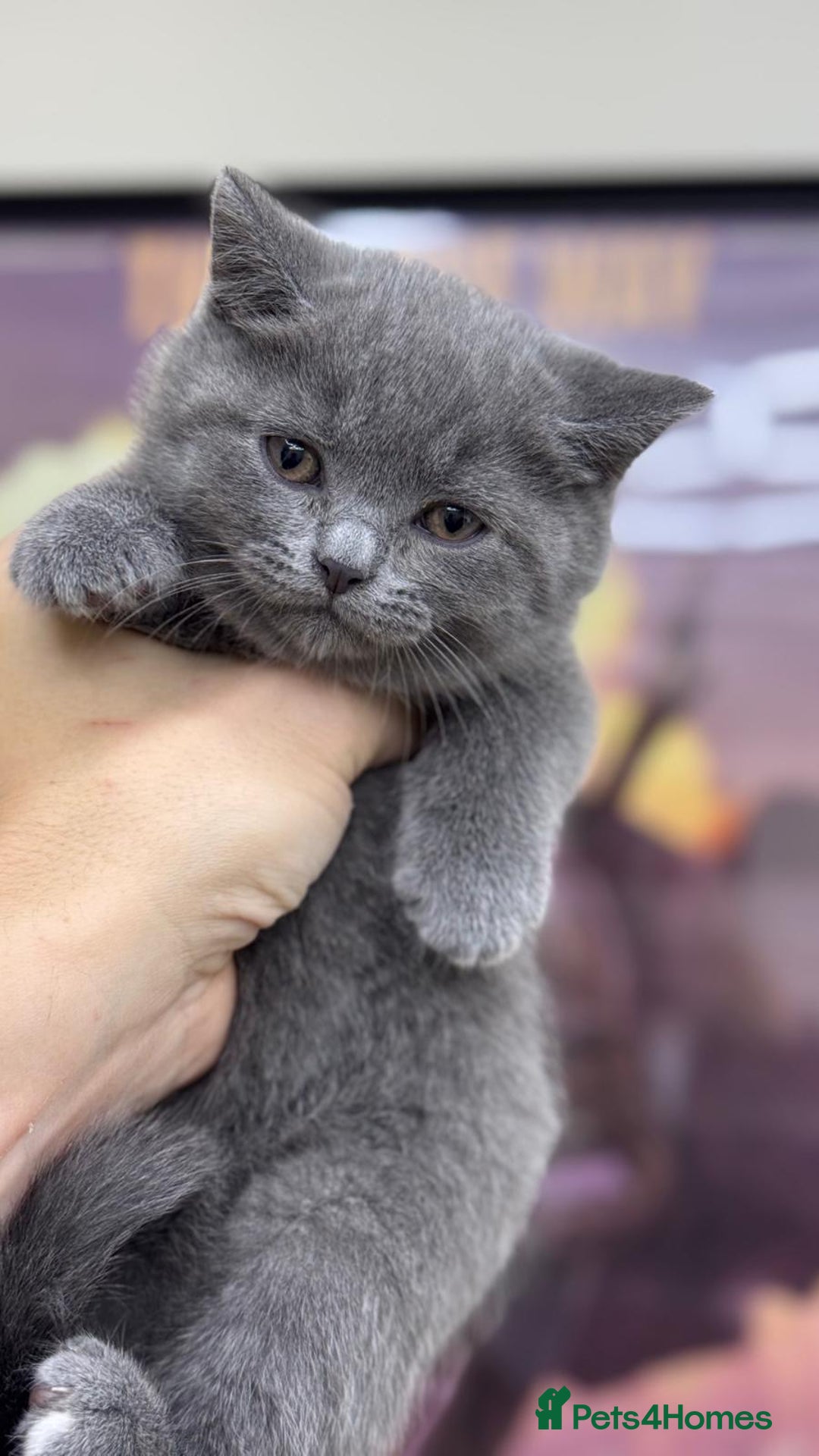British Shorthair cats for sale: British shorthair kittens  - Image 4