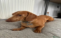 Miniature Dachshund dogs for sale: Stunning mini sausages  - Image 17