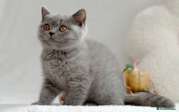 British Shorthair cats for sale: Beautiful BSH kittens 😻 - Image 4