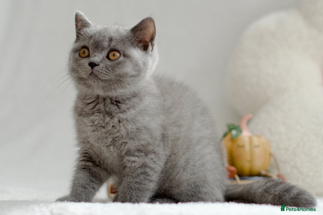 British Shorthair cats for sale: Beautiful BSH kittens 😻 - Image 4