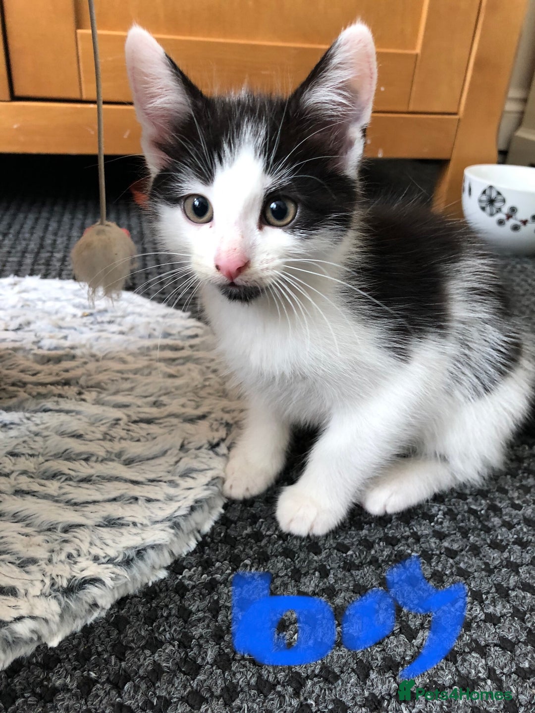 Mixed Breed cats for sale: kitten for sale - Image 2