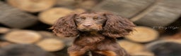 Cocker Spaniel dogs for stud: Kc registered proven stud  in Bristol - Advert 3
