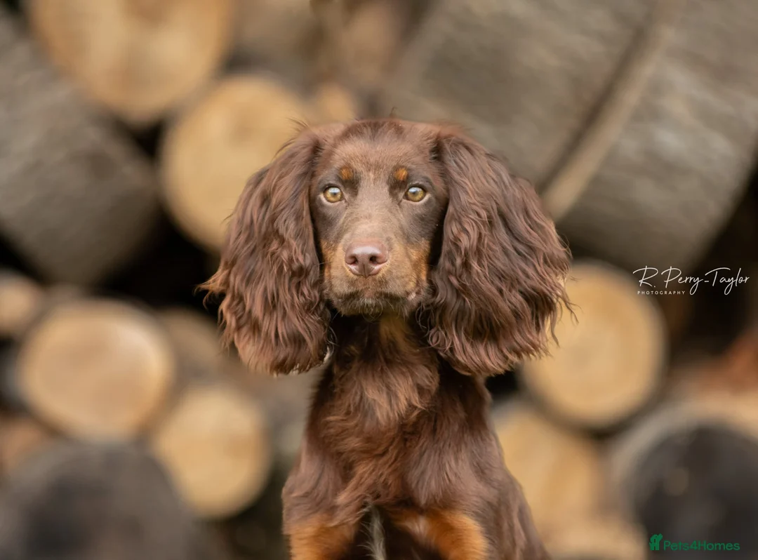 Cocker Spaniel dogs for stud: Kc registered proven stud  in Bristol - Advert 3