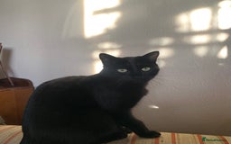 Maine Coon cats for sale: Free 2 year old Main coon crosses - Image 9