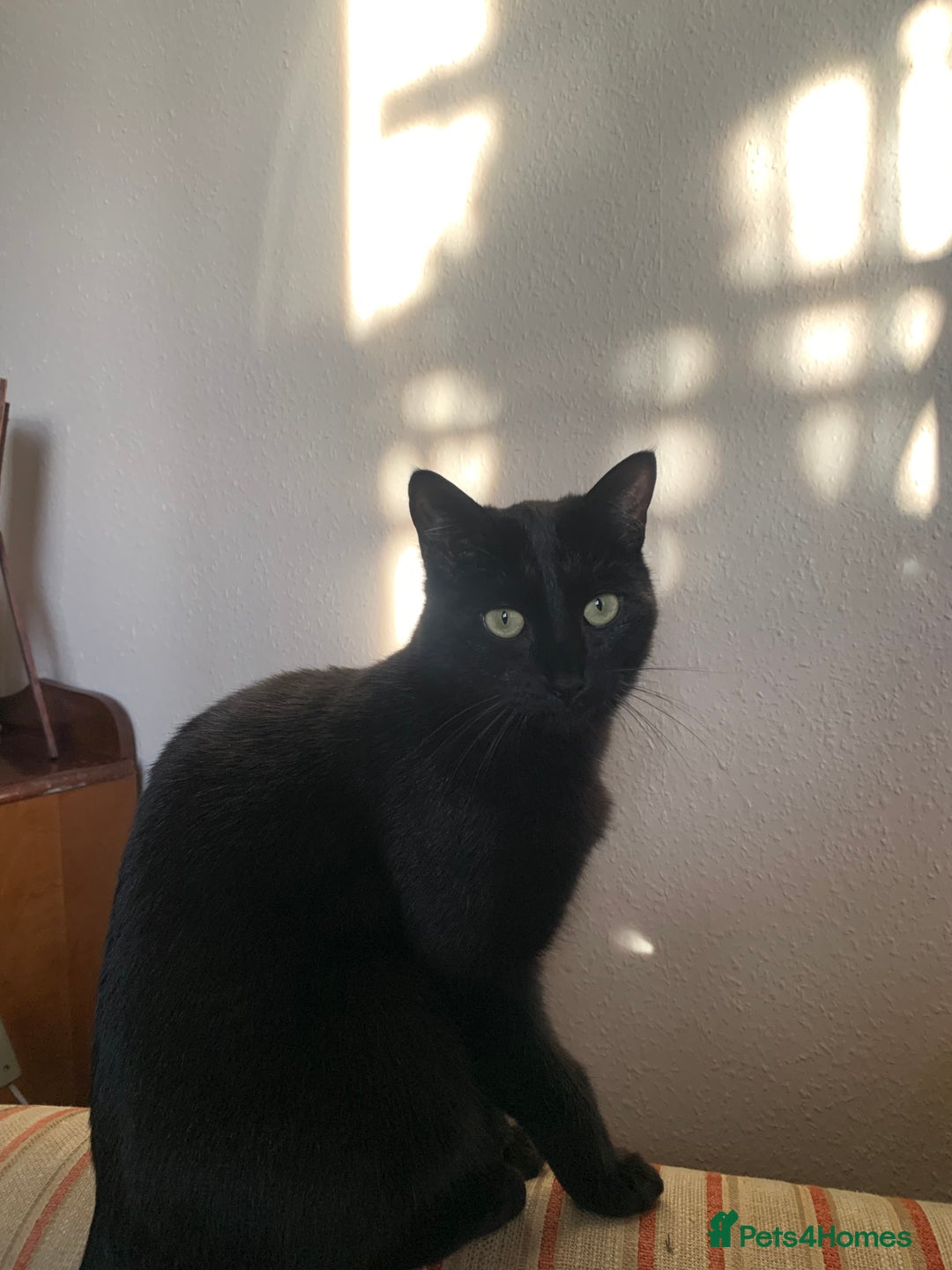 Maine Coon cats for sale: Free 2 year old Main coon crosses - Image 9