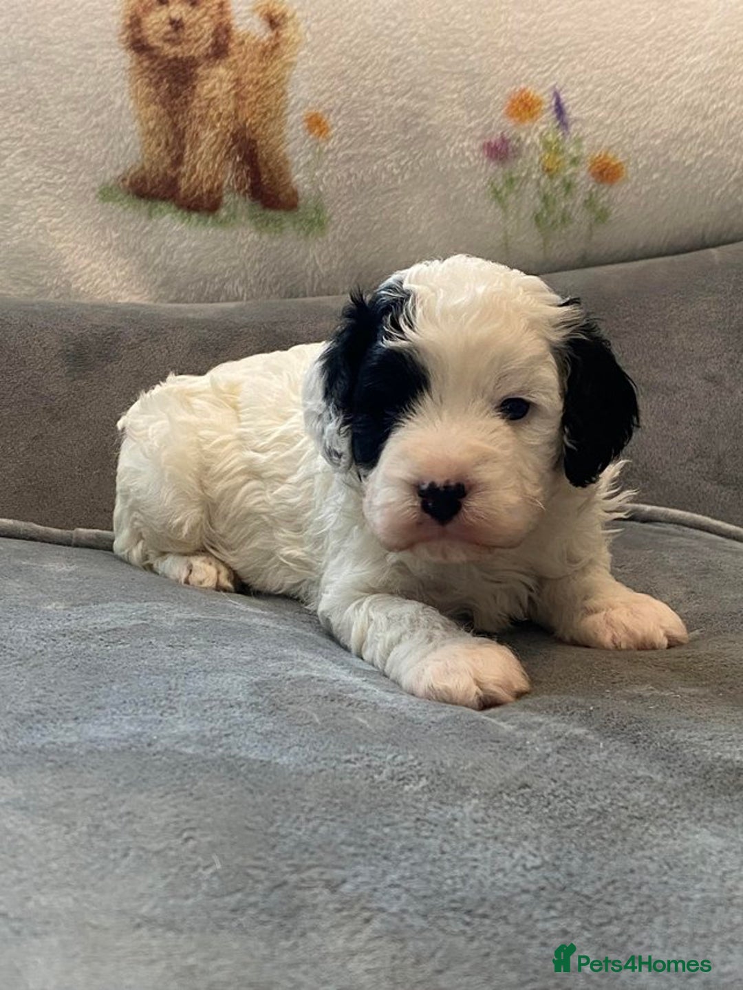 Cavapoo dogs for sale: Stunning, unique Cavapoo pups - Image 2