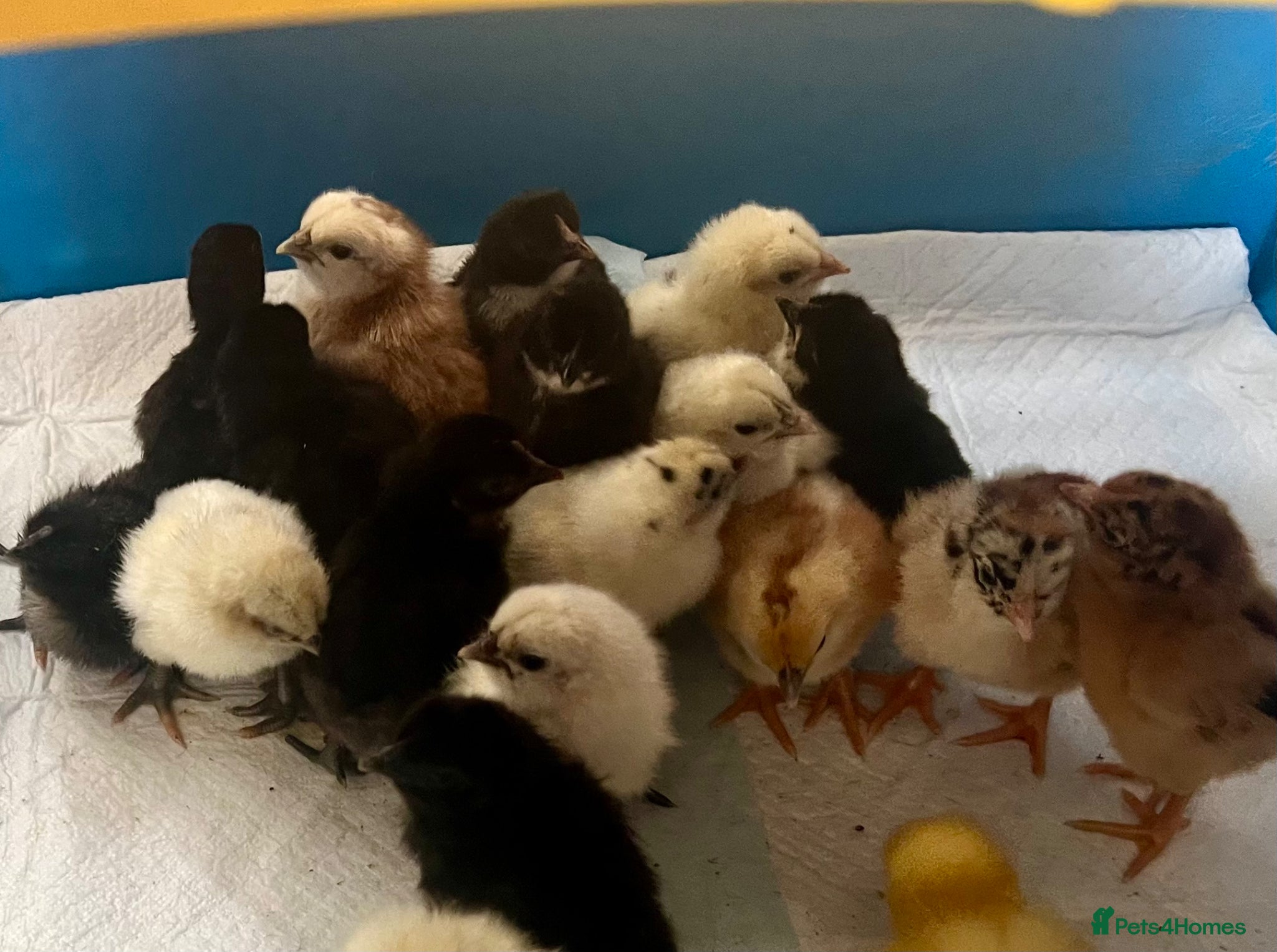 Chickens poultry Hybrid chicks newly hatched - Advert 1