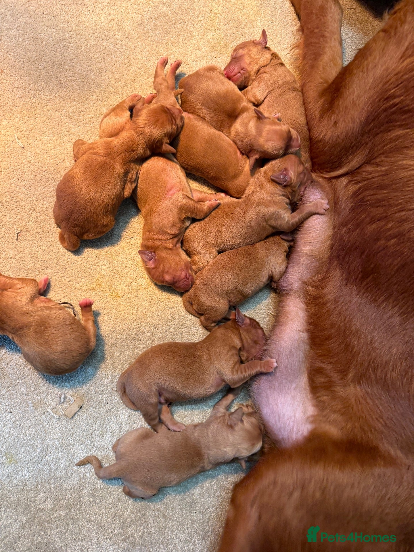 Golden Retriever dogs Outstanding litter of beautiful health tested pups - Advert 17