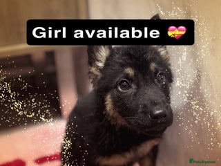 German Shepherd dogs 2 German shepherd puppies - Advert 1