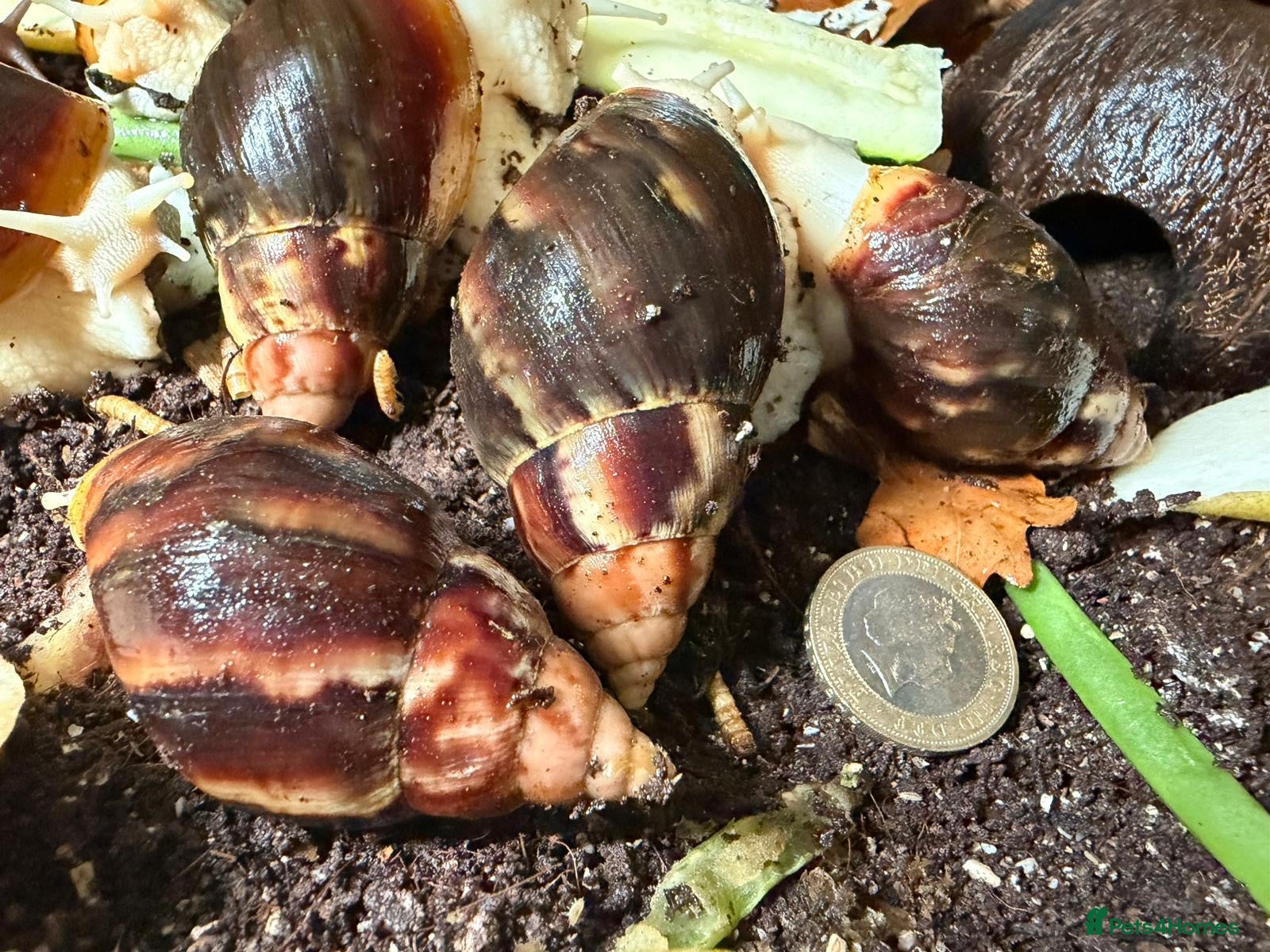 Snails invertebrates African land snails £5 each  - Advert 2