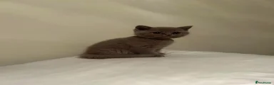 British Shorthair 2