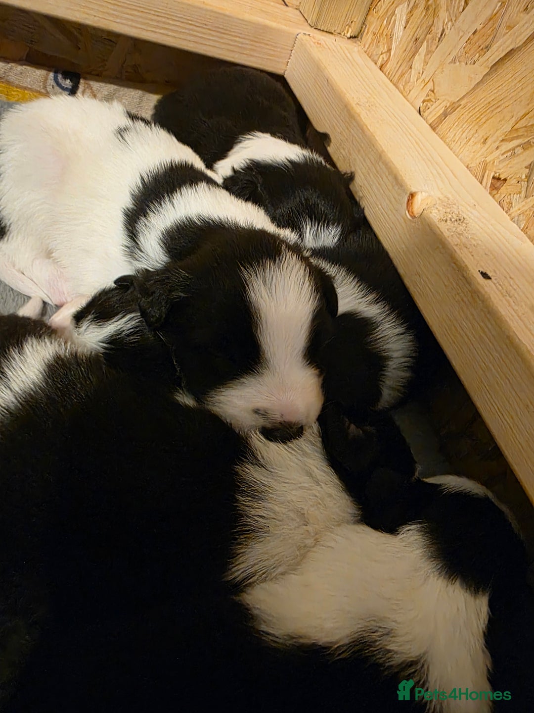 Bearded Collie dogs for sale: Border collie pups  - Advert 5