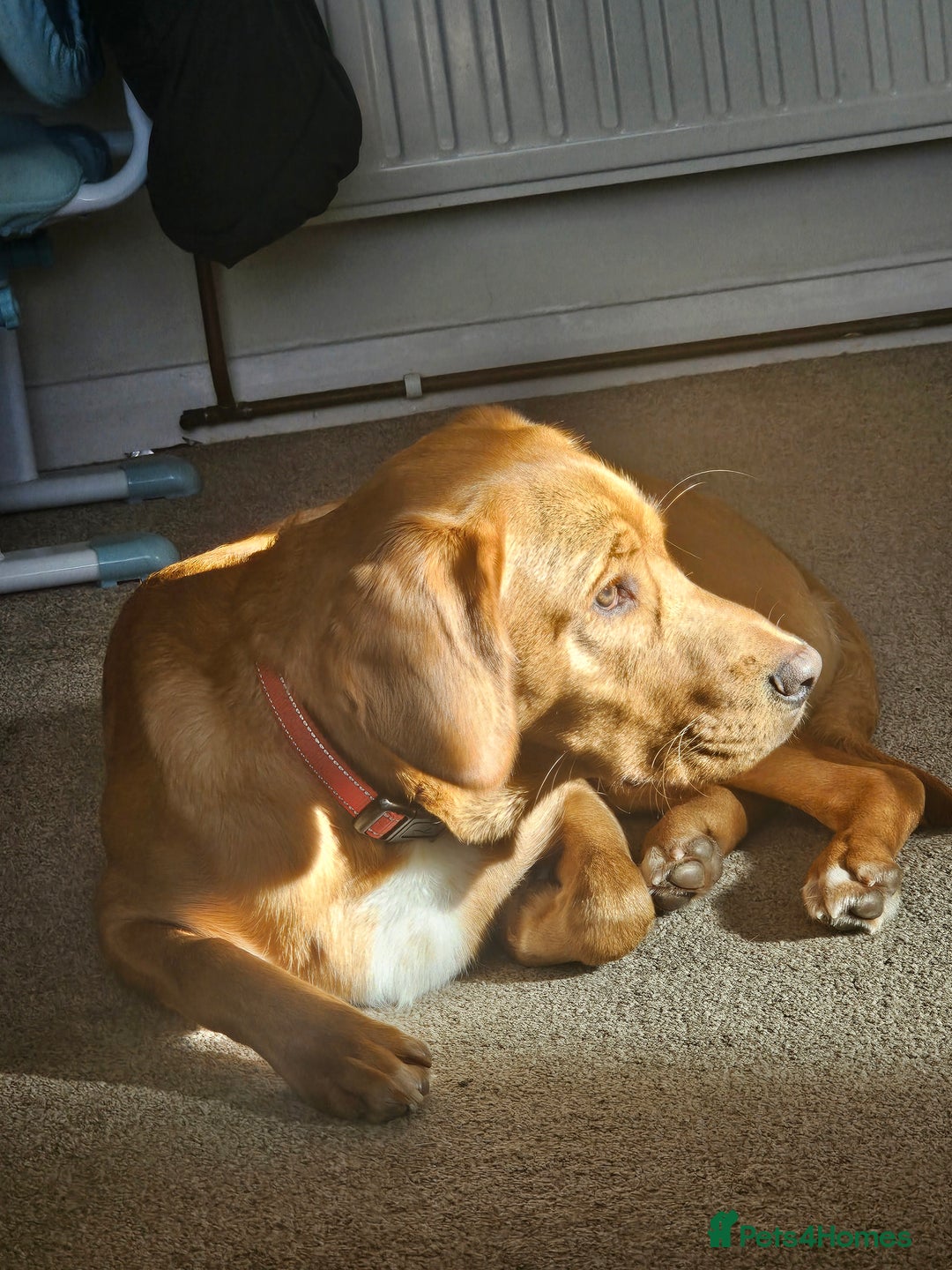 Labrador Retriever dogs for sale: Freddie the fox red lab  - Advert 7