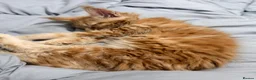 Maine Coon cats for sale: Red Mainecoon  - Advert 5