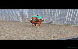 Riding pony horses for sale: Stunning show pony  - Image 6