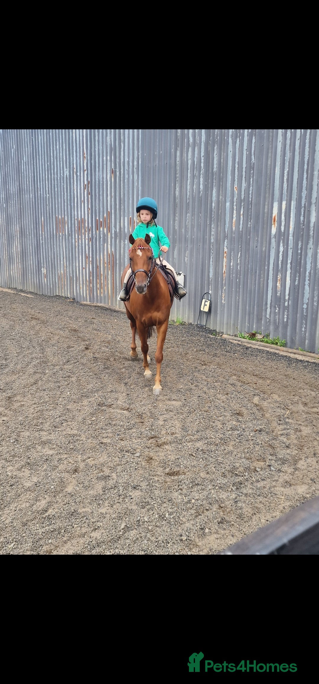 Riding pony horses for sale: Stunning show pony  - Image 6