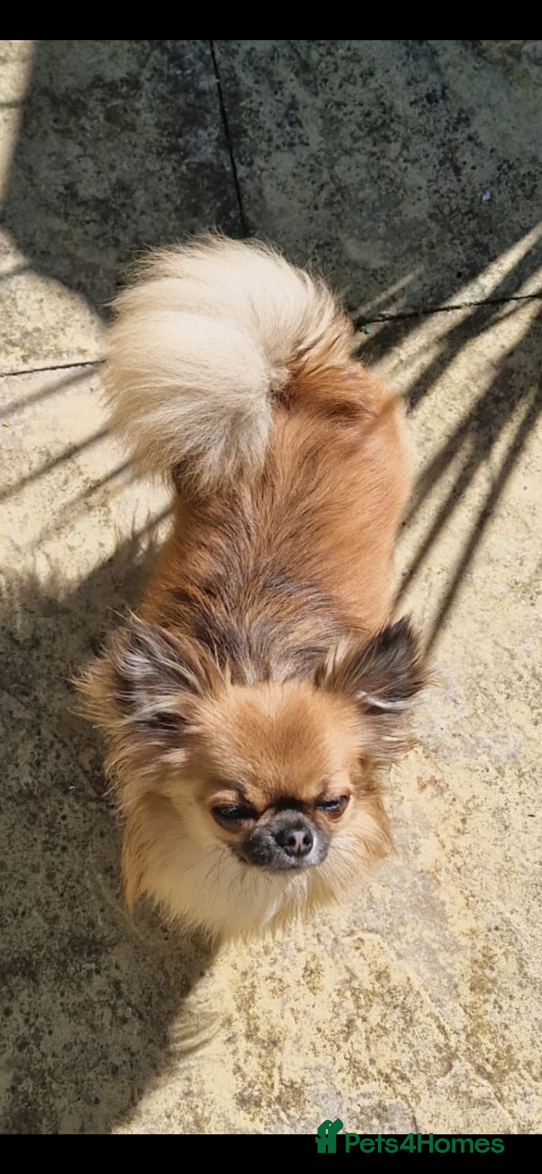 Chihuahua dogs for sale: Beautiful boy long hair Chihuahuas for sale  - Image 13