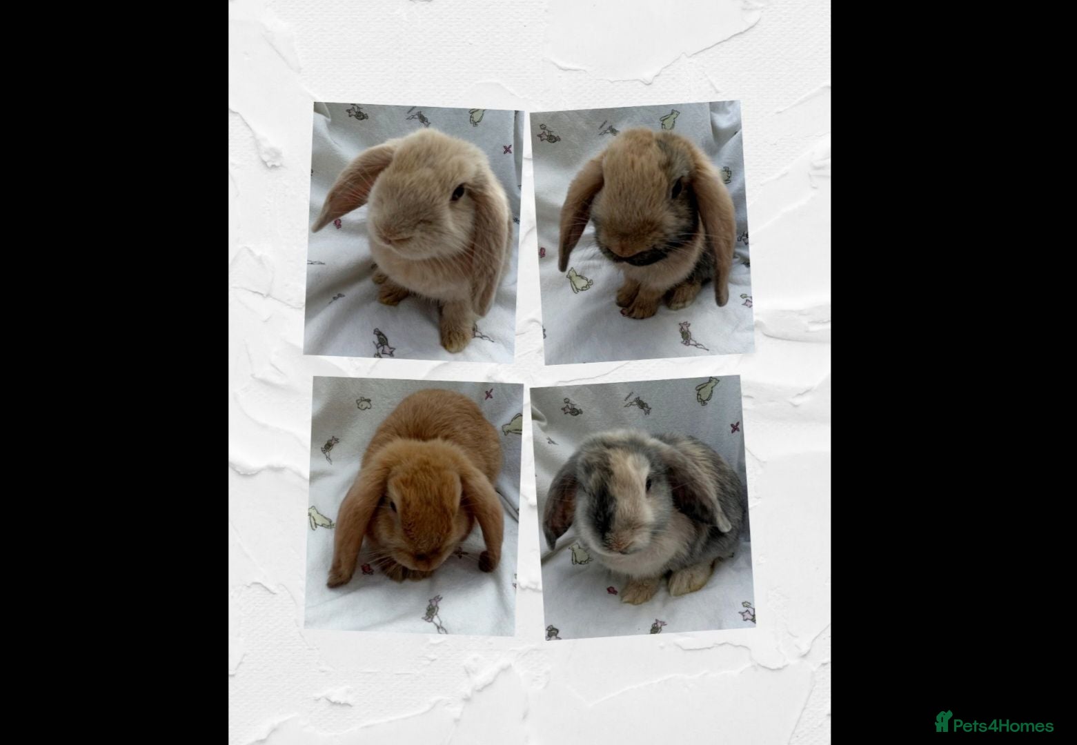 Dwarf Lop rabbits Beautiful Dwarf Lop Bunnies - Advert 1
