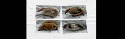 Dwarf Lop rabbits for sale: Beautiful Dwarf Lop Bunnies - Advert 1