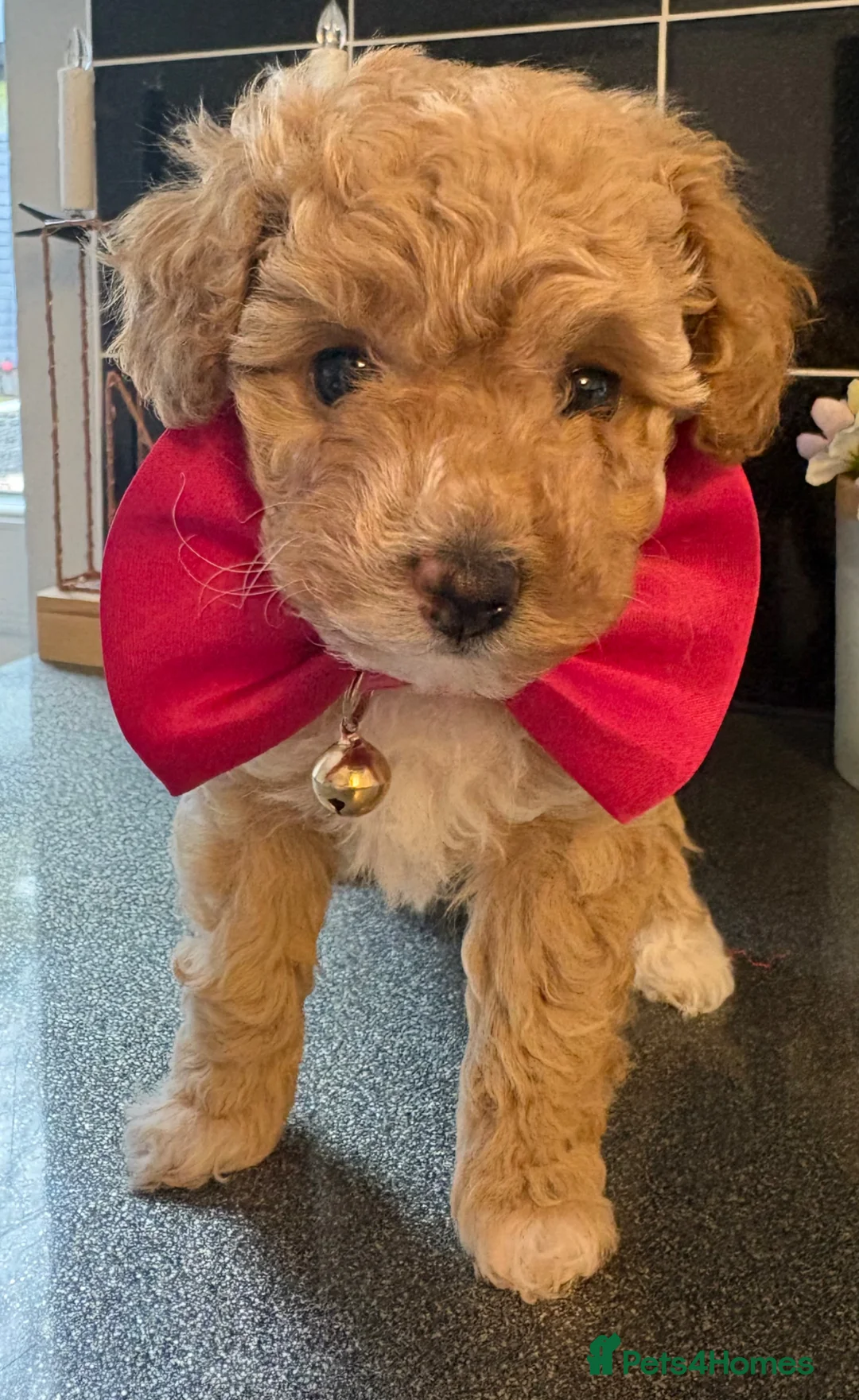 Maltipoo dogs for sale: Adorable Toy Poodle Puppies - Advert 2