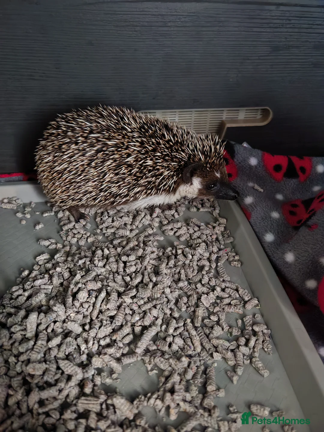 Pygmy Hedgehog rodents for sale: African Pygmy Hedgehog  - Advert 2