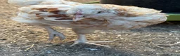 Chickens poultry for sale: friendly young rooster  - Advert 3