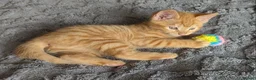 Domestic Shorthair cats for sale: 5 Ginger Kittens - Advert 29