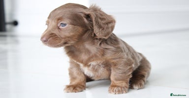 Miniature Dachshund dogs - Advert 8