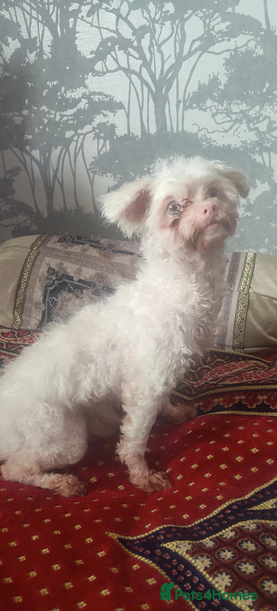 Maltese dogs for sale: Maltese  - Advert 2