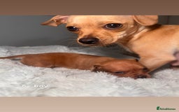 Chiweenie dogs for sale: chiweenie (dachshund x chihuahua) puppies - Image 17