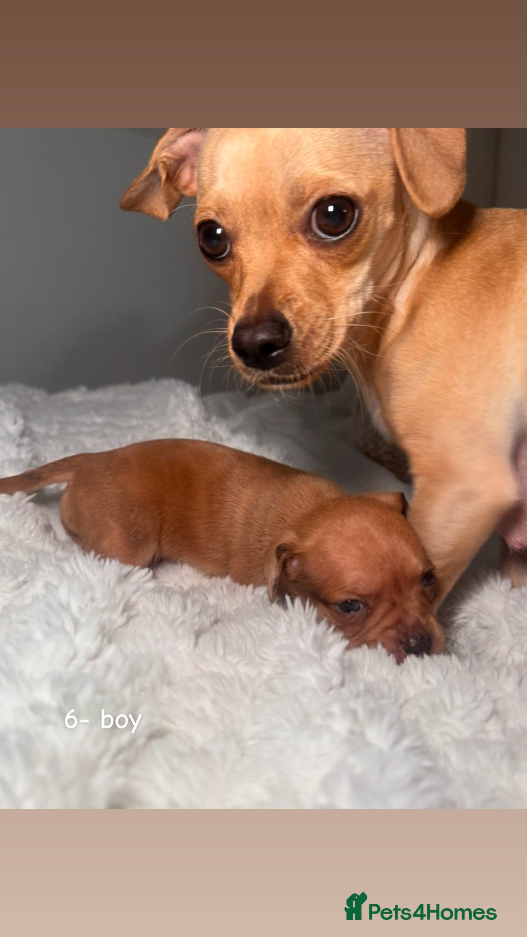 Chiweenie dogs for sale: chiweenie (dachshund x chihuahua) puppies - Image 17