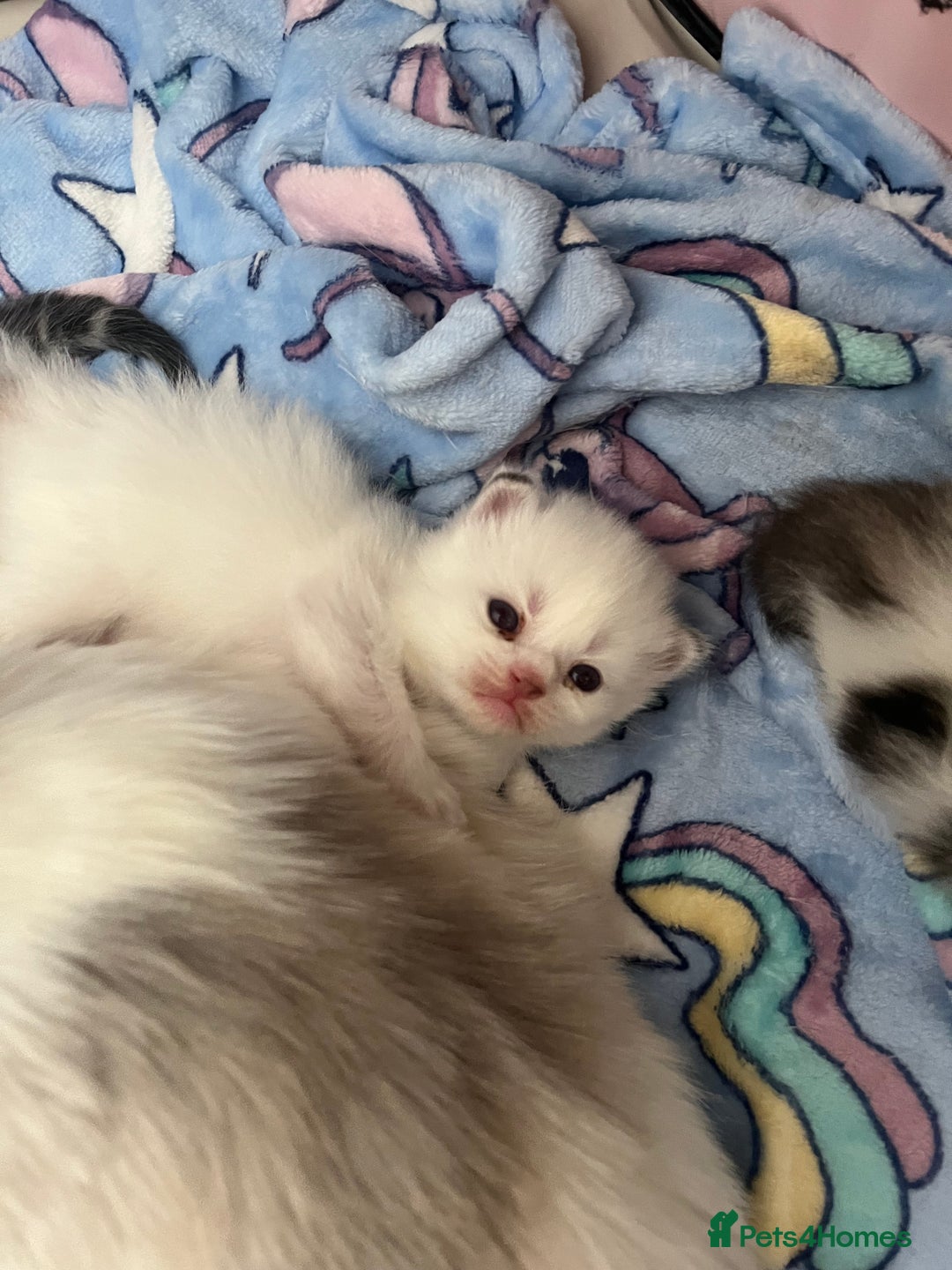 Persian cats for sale: Doll face Persian x - Image 18