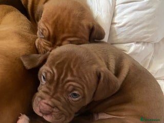 Mixed Breed dogs - Advert 10