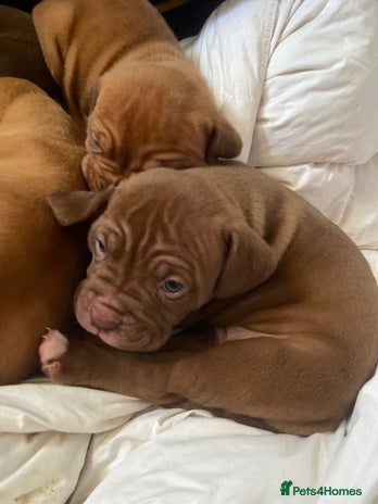 Mixed Breed dogs - Advert 7