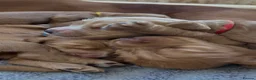 Cocker Spaniel dogs for sale: Litter of Kennel Club working Cocker Spaniels - Advert 4