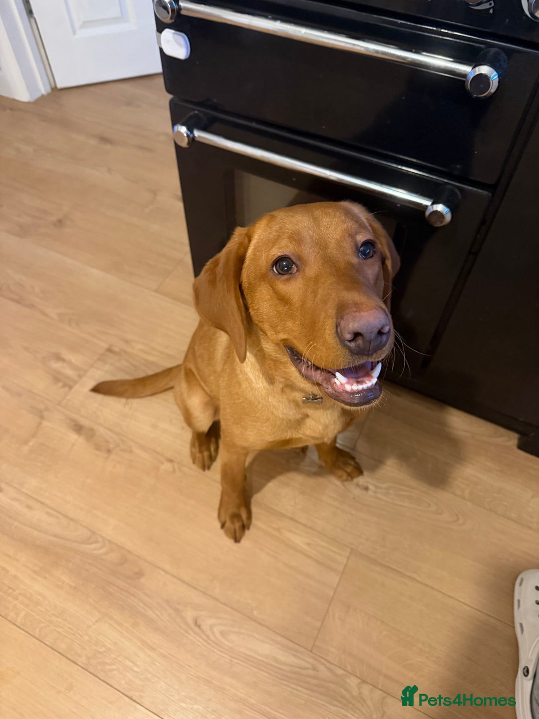 Labrador Retriever dogs for sale: Fox Red Labrador  - Advert 7